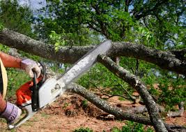 Best Tree Health Inspection  in Lake St Croix Beach, MN