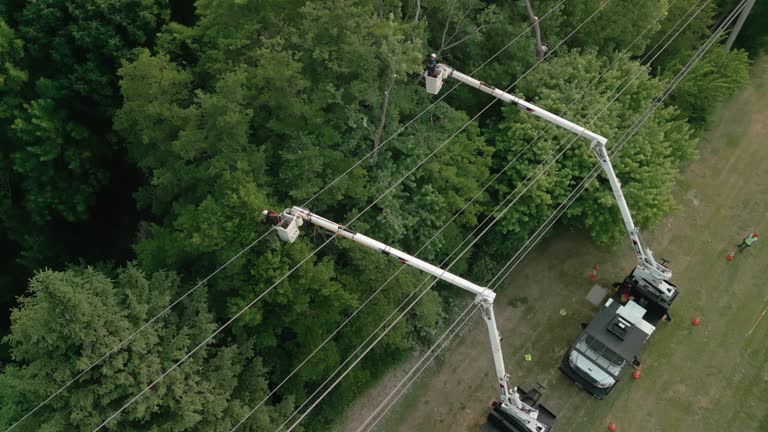 How Our Tree Care Process Works  in  Lake St Croix Beach, MN